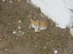 Kalamitsi, Apokoronas, Kreta, Crete