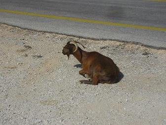 Kares & Amoudari, Kreta, Crete.