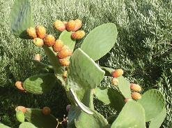 Ariana's Place, Kastelli Kissamos, Kreta