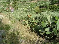 Ariana's Place, Kastelli Kissamos, Kreta