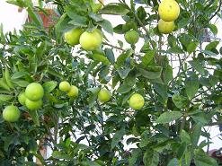 Het dorp Kasteli op Kreta, the village of Kasteli on Crete.