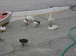 Kolimbari, Kreta, Crete