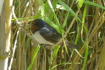Lake Agia, Lake Agias, Crete, Kreta.