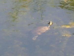 Lake Agia, Lake Agias, Crete, Kreta.
