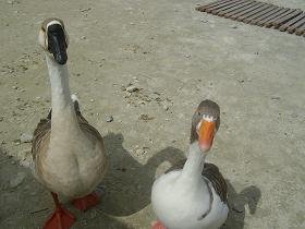 Lake Kournas, Crete, Kreta