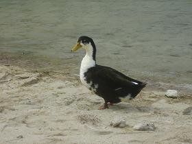 Lake Kournas, Crete, Kreta