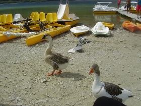 Lake Kournas, Crete, Kreta