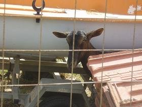 Maleme Beach, Crete.
