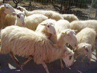 Nomikiana, Crete, Kreta.