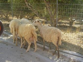 Nomikiana, Crete, Kreta.