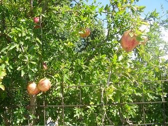 Nomikiana, Crete, Kreta.
