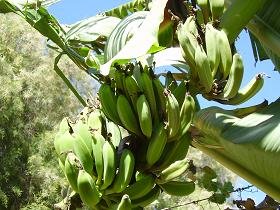 Nopigia, Taverne Caf� Porto Alegre, Crete.