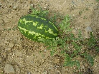 Palia Vrisi, Galatas, Chania, Crete