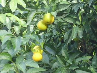 Palia Vrisi, Galatas, Chania, Crete