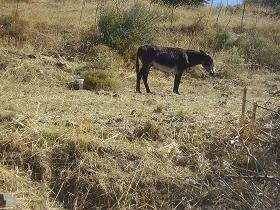 Kato Saktouria, Saktouria, Crete, Kreta.