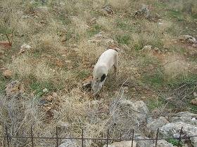 Samonas, Kreta, Crete.