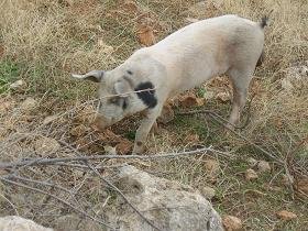 Samonas, Kreta, Crete.