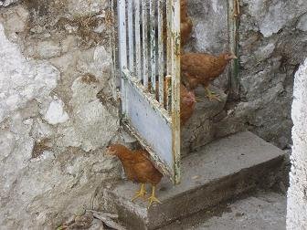 Sisarha, Anogia, Crete, Kreta