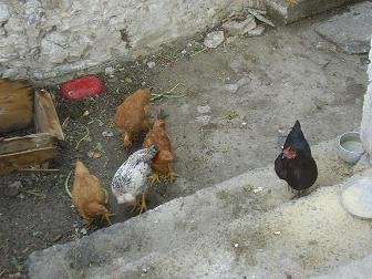 Sisarha, Anogia, Crete, Kreta