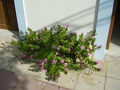 Spiros Soula Apartments, Ligaria Beach, Crete, Kreta