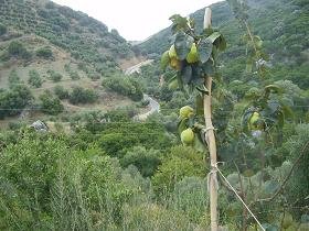 Tsichliano Gorge, Crete, Tsichliano kloof, Kreta.