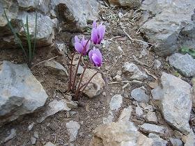 Tsichliano Gorge, Crete, Tsichliano kloof, Kreta.