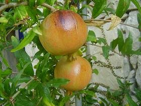 Villa Atlantis, Plaka, Almyrida Beach, Apokoronas, Kreta, Crete