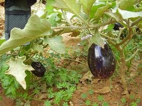 Villa Renata, Megala Chorafia, Apokoronas, Chania, Crete
