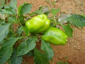 Villa Renata, Megala Chorafia, Apokoronas, Chania, Crete