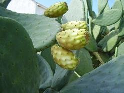 xirosterni, Crete, Kreta.