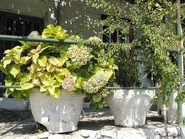 Kampos, Kissamos, Kreta, Crete