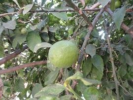 Patelari, Crete, Kreta.