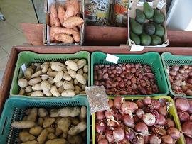 Almyrida, The Pear Tree, Crete, Kreta