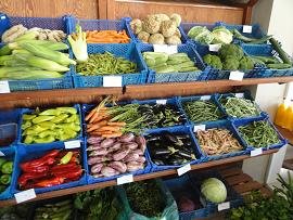 Almyrida, The Pear Tree, Crete, Kreta