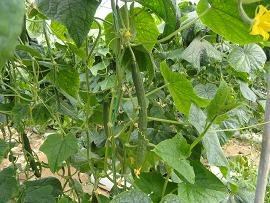 Sfinari Beach, Kreta, Crete