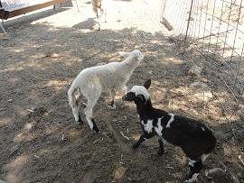 Sfinari Beach, Kreta, Crete