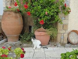 Skoutelonas, Kreta, Crete