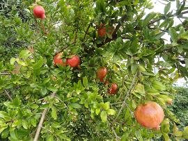 Skoutelonas, Kreta, Crete