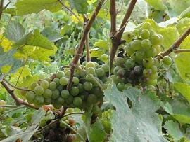 Skoutelonas, Kreta, Crete