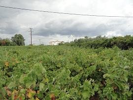 Skoutelonas, Kreta, Crete