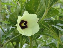 Skoutelonas, Kreta, Crete