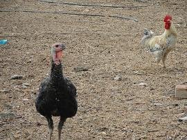 Skoutelonas, Kreta, Crete