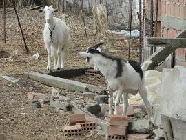 Skoutelonas, Kreta, Crete