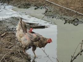 Skoutelonas, Kreta, Crete