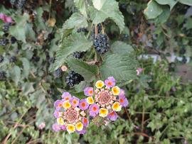 Skoutelonas, Kreta, Crete