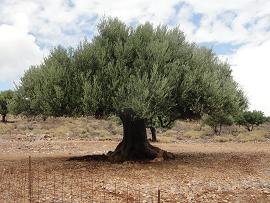Afrata, Crete, Kreta