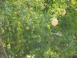 Topolia Gorge, Topolia Kloof, Kissamos, Kreta, Crete