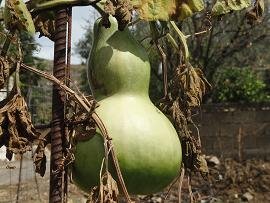 Rodopos, Crete, Kreta