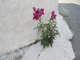 Topolia Gorge, Topolia Kloof, Kissamos, Kreta, Crete