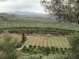 Modi, Crete, Kreta